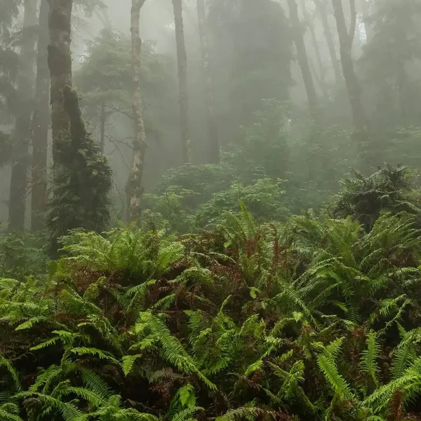 Аромат Туман та папороть (Fog and Fern)