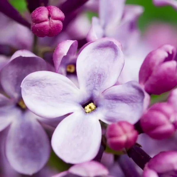 Аромат Французький бузок (French lilac)