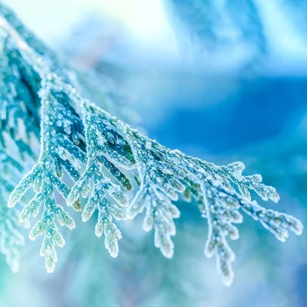 Аромат Морозний ялівець (Frosted Juniper)