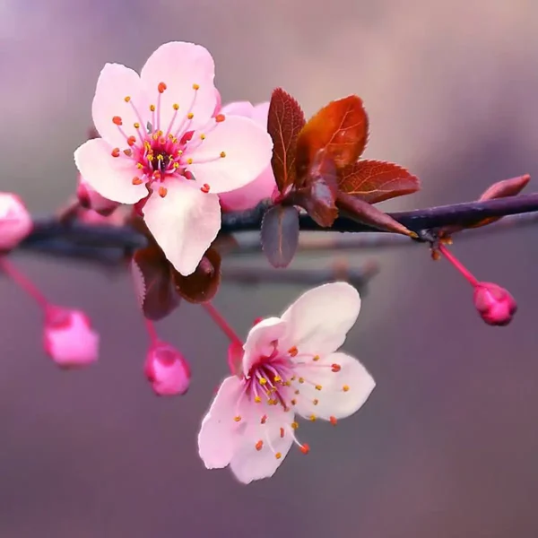 Аромат Цвіт японської вишні (Japanese cherry blossom)