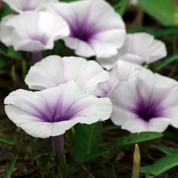 Аромат Нектар місячної квітки (Moonflower Nectar)